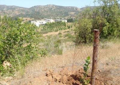 Reforestación-Casablanca